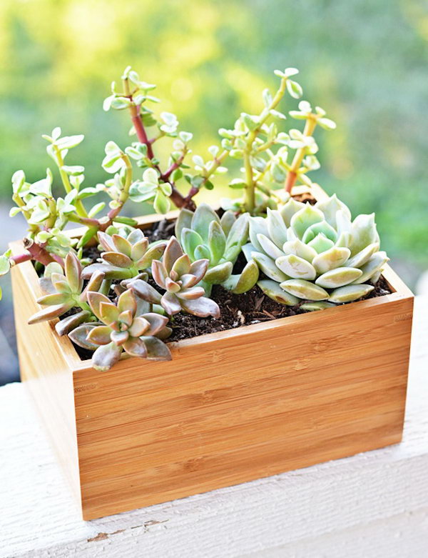 Bamboo Planter Box. 